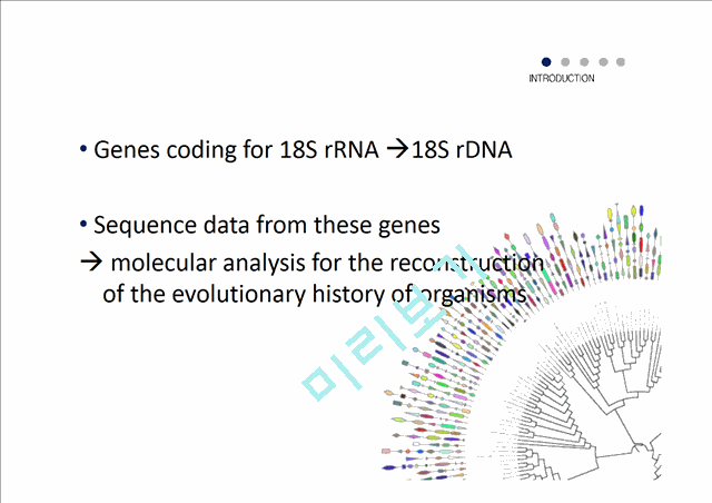 The Phylogeny of Land Plants Inferred from 18s  rDNA Sequences,Pushing the Limits of rDNA Signal   (6 )